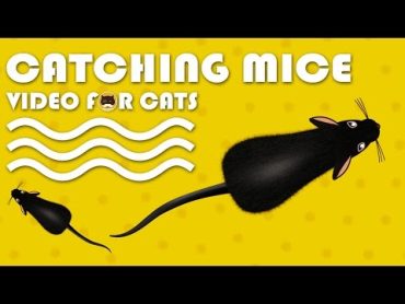 CAT GAMES  Catching Mice! Entertainment Video for Cats to Watch  CAT & DOG TV.