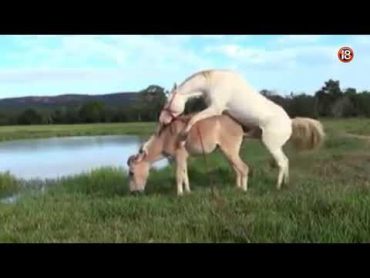 MATING Horse loveDonkey