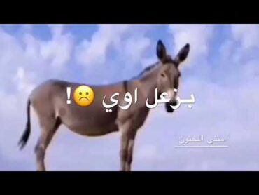 حالات واتس تحشيش !بحبك ياحمار 😂😂😂