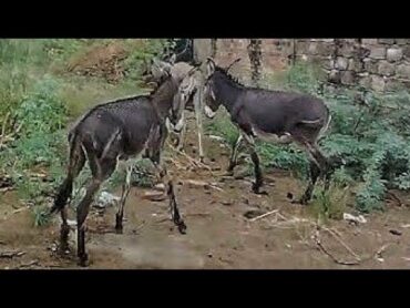 Donkey Meet 💦🥵 Farm Friend 🐴  Donkey & Horse Meeting Video ✅ // Unlikely Friendship Begins! 💯