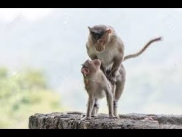 This Monkey Is So Nice!  Monkey Honeymoon  Animal World Uploads