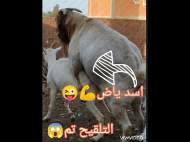 مواصفات وتزاوج الماعز البور وتهجينه😱😱