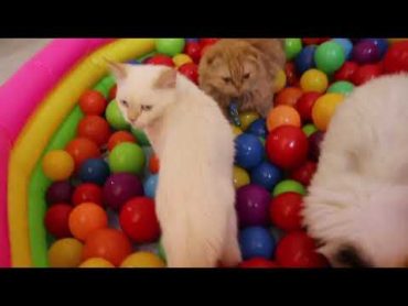 قطط تلعب بالكرات الملونة كيوت Cute kittens Surprise balls bit  in pool