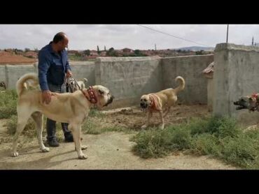 REAL GIANT TURKISH KANGAL DOGS  VERY AGRESSIVE