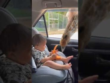 الزرافة والطفل زرافة طفل giraffe baby