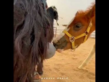 Baby horse milk from goats😱🍼شیر خوردن بچه اسب از بز🍼😱animals horse baby goat milk حصان بچه