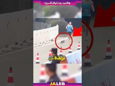 این گربه برنده برنده دو ماراتن چین شد !!!