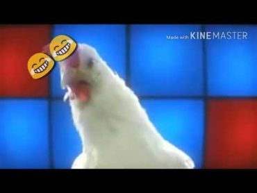 اغنية الدجاجه 🐓🐓😂😂😂 قوق قيق