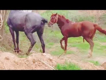 OHOHorseMating Donkey   Donkeys Breeding   Animals Mating Compilation 2023 donkeymeeting donkey