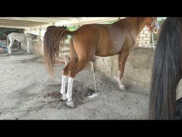 horse pee video