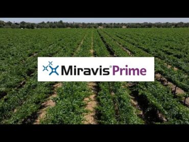 کپک پودری برای Miravis Prime مناسب نیست