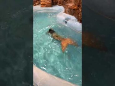 Real life mako mermaid swimming under a magical waterfall shorts h2ojustaddwater