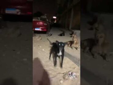 التطرف في حب الكلاب ⚠️⚠️ animal حيوانات كلاب