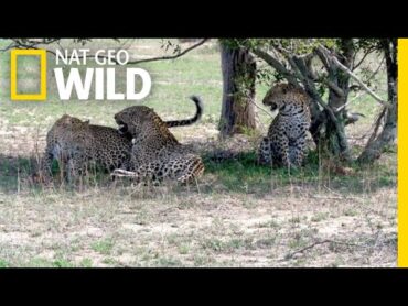 Two Leopard Sisters Mate with Same Male in Rare Video  Nat Geo Wild