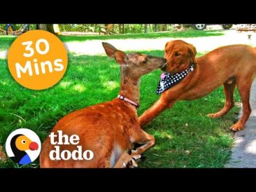 30+ Minutes Of The Oddest Couples You&39;ve Ever Seen  The Dodo