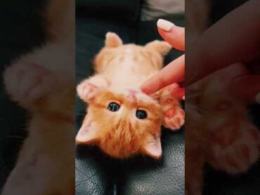 Cat 😺 very nice 🙂 baby cat viralvideo catlover trending baby cat viralvideo