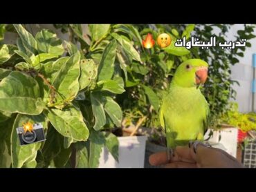 ببغاء الدرة صار أليف 🦜😍 طار مرتين لبيت الجيران 😰💔