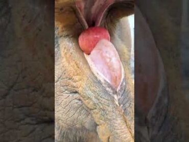 Apple Crush Elephant Eats Apple