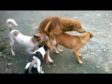 Dog Mating  Who&39;s gonna stucked 3 male1 female