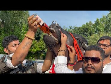 Madhu Yadav Garuda Bull Drinking Scotch Bottle  Sadar Festival 2022  Khairatabad Sadar 2022