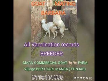 GOAT 🐐 MATING ( BARBARA WHITE EYES BREEDER)