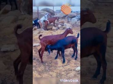 تزاوج الماعز 🐐🐐🐐