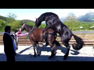 Horse Mating – Life of a Horses Part  2