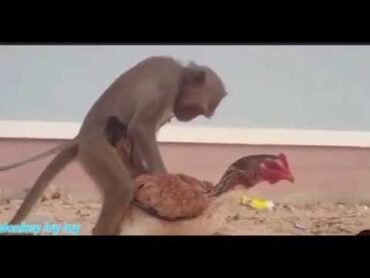 Domestic monkey having sex with a chicken 🙄 Amazing scene 😂😂short trend viral animal fact