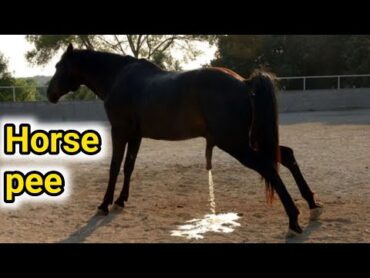 Horse Pee 🐎  Horse Peeing  Horse Peeing Like a Pro! Funny Moment Caught on Camera