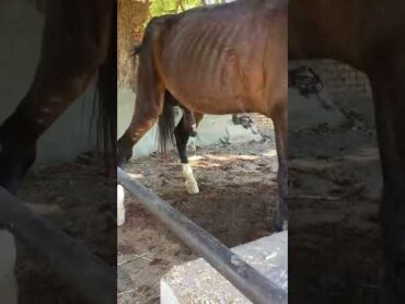 Horse peeing  horsetoilet shorts viral horse