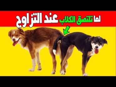 لماذا تلتصق الكلاب ببعضها عند التزاوج ويستحيل فصلهم