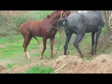 Horse Mating Donkey  Donkeys Breeding  Animals Mating Compilation 2023 donkeymeeting shorts