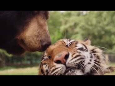 Animal Emotions Unmasked  Animal Adventures Full Episode