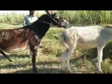 Excellent donkey meeting first time 2023