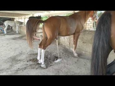 horse peeing video