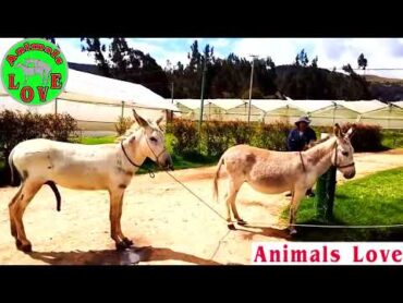 donkey mating  New Donkeys mating video  Animals Love تزاوج الحمير  تزاوج الحيوانات