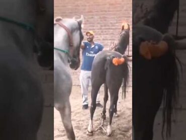 animals meeting horsesshorts