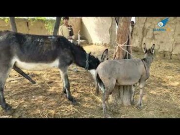 حمير تزاوج البغال، تزاوج الحيوانات. Donkeys mating with mules