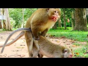 Monkey metting in road side breeds Sex