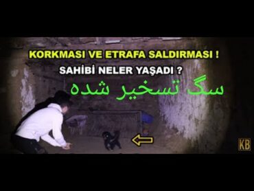 کرم جستجوگر ترک برای دیدن سگ تسخیر شده رفتهاجنه ارواح ماورا وحشت متافیزیک