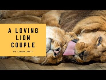 Such a LOVING LION COUPLE. They are almost always together, enjoying each others company.