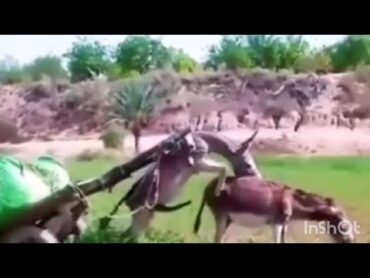 Donkeys mating 0🤣