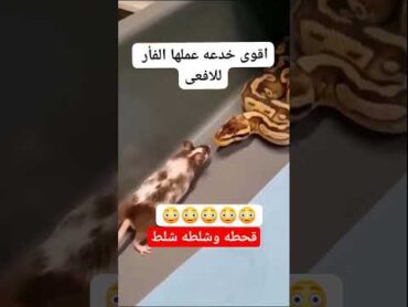 المغربية قمرهم لايف تانجو