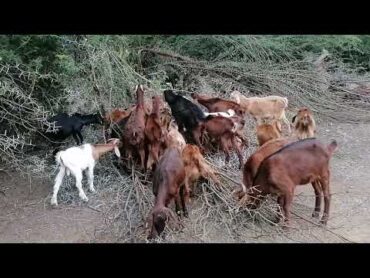 اللي باغي يدير مشروع تربية الماعز فالبادية المغربية، خصوصاً الرعي فالبرية. هاد المجال عندو رغبة"""""