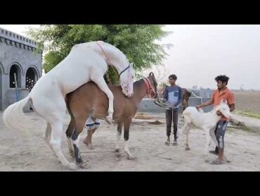 New Horse Mating Video Nukra Stallion Haider Bajwa Stud Farm