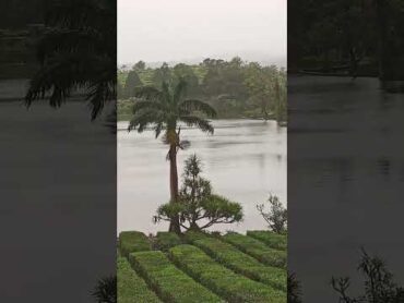 Mauritius tea 🍵☕ Bois