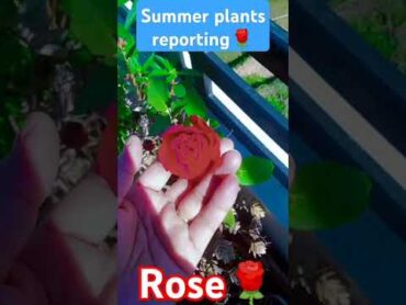 Samar gardening tips👍  Roseplants searchYouTube viral rosecutting shortvideo short shortfeed🌹