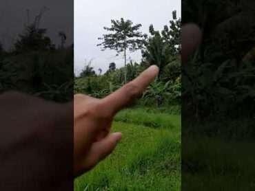 Pasif income, 1.5 juta perbulan dari kelapa dan sawah, investasi di kampung.