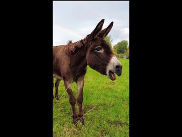 Donkey and rainbow shorts