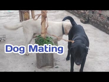 Dog mating